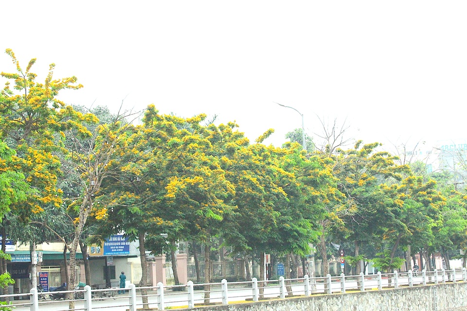 Mùa hoa Giáng Hương rực rỡ thành Vinh - 30 Mùa hoa Giáng Hương rực rỡ thành Vinh - 30