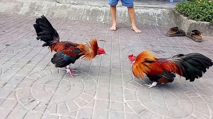 Chồng ham đá gà, vợ một nách 2 con phải bán vàng cưới trả nợ, hành động sau đó của anh ta càng gây phẫn nộ - Ảnh 1. Chồng ham đá gà, vợ một nách 2 con phải bán vàng cưới trả nợ, hành động sau đó của anh ta càng gây phẫn nộ - Ảnh 1.