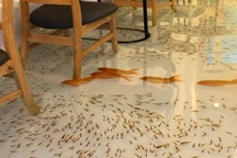 Báo nước ngoài giới thiệu quán cafe độc lạ cho cá bơi dưới chân ở Việt Nam