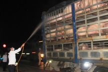 Chỉ đạo "khẩn" trong việc kiểm soát vận chuyển lợn qua biên giới