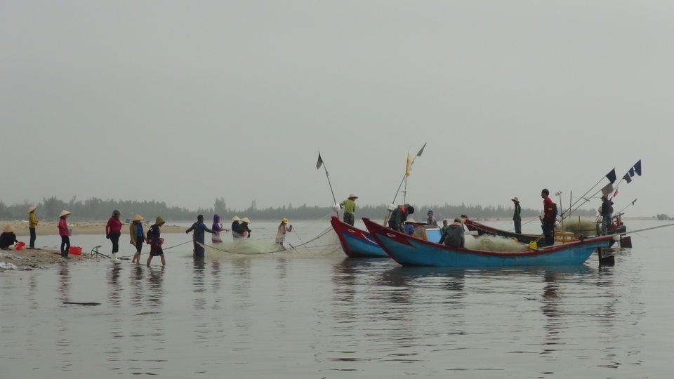 Ngư dân Quảng Bình trúng đậm cá trích ngày mở biển - 1 Ngư dân Quảng Bình trúng đậm cá trích ngày mở biển - 1