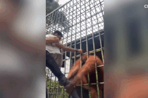 Đười ươi tóm chân, "dạy" du khách bài học vì tội "nghịch dại"