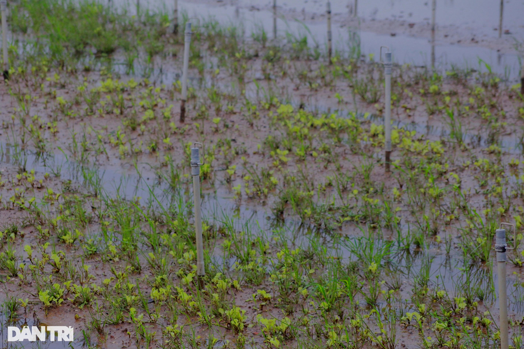 Người trồng rau màu nguy cơ mất trắng vì mưa lũ - 5 Người trồng rau màu nguy cơ mất trắng vì mưa lũ - 5