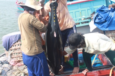 Ngư dân kiếm chục triệu mỗi đêm nhờ "mẹ" đại dương ưu ái