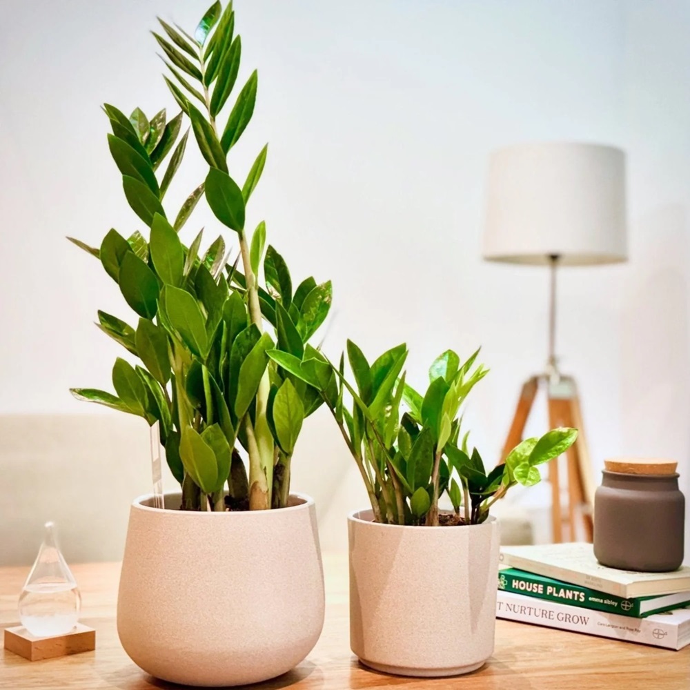 Khám phá 7 loại cây hút tài lộc để đón Tết Nguyên đán rực rỡ - 5 Khám phá 7 loại cây hút tài lộc để đón Tết Nguyên đán rực rỡ - 5