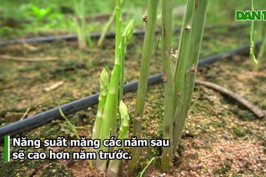 Trồng măng tây dưới chân núi, lão nông bỏ túi hàng trăm triệu đồng mỗi năm