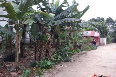 "Cò" đất "lướt cọc" tạo sóng