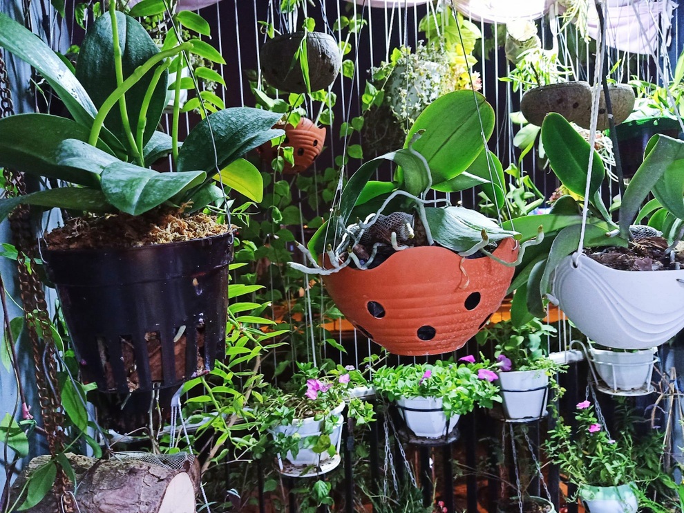 Gia chủ Hà Nội làm khu vườn xanh tốt hơn trăm loài cây ở ban công - 9 Gia chủ Hà Nội làm khu vườn xanh tốt hơn trăm loài cây ở ban công - 9