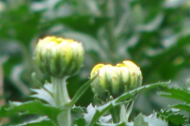 Ngắm cúc vàng bung nụ đón xuân