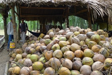 Dừa khô tăng giá vùn vụt