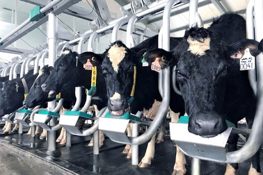 Vinamilk tiên phong sản xuất sữa A2 tại Việt Nam