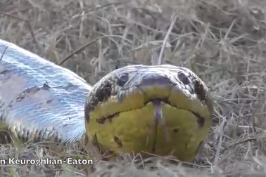 Cận cảnh một con trăn Anaconda dài 3m