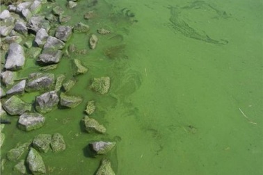 Tảo độc lục lam thích ứng với CO2 tăng