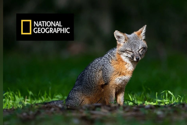 National Geographic ngừng phát sóng tại Việt Nam và khoảng trống khó lấp