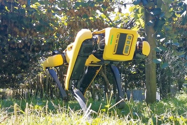 Khi chó chăn cừu là robot