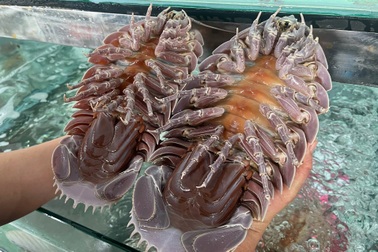 Diễn biến mới vụ quán hải sản bị tố bán con bọ biển gần 4 triệu đồng