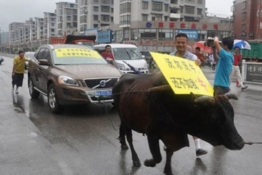 Thuê bò kéo xe Volvo diễu phố 