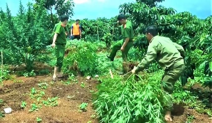 Đắk Lắk: Trồng cây cần sa trong rẫy cà phê bị phát hiện - Ảnh 1.