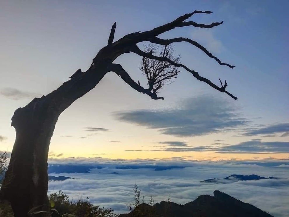 Đã tìm ra người chặt cây phong ba đẹp nhất biển mây Lảo Thẩn - Y Tý - 2 Đã tìm ra người chặt cây phong ba đẹp nhất biển mây Lảo Thẩn - Y Tý - 2
