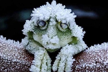 Kỳ lạ loài ếch "hóa đá" vào mùa đông, mùa xuân sống lại