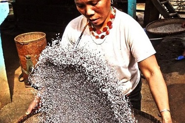 Hành trình đỏ mắt tìm “hạt ngọc” giữa Trường Sơn