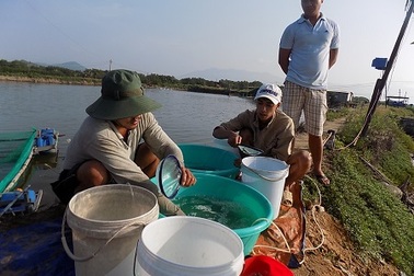 "Bỏ túi" hàng trăm triệu đồng mỗi năm nhờ nuôi cá bớp giống