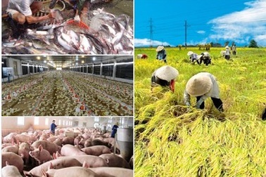 Hội nhập TPP: Nông sản Việt "rộng cửa" ra thế giới