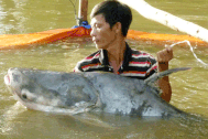 Bắt được cá tra dầu 63 kg trên sông Tiền