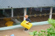 Công an, cán bộ xã giúp chủ trại “giải cứu” đàn gà 6.000 con bị ngập lụt