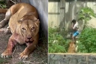 Leo vào chuồng sư tử vì mộng làm huấn luyện viên, thanh niên bị cắn tử vong