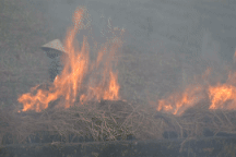 Khói rơm rạ mù mịt bủa vây quốc lộ, cây xăng