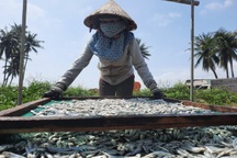 Phụ nữ vùng biển tất bật với mùa phơi cá cơm