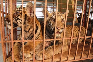 Mang gửi hai cá thể hổ vào... Khu du lịch sinh thái