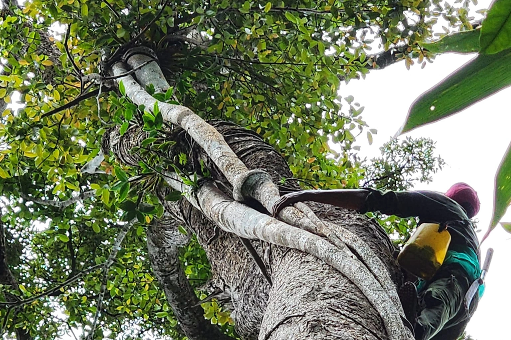 Hiểm nguy nghề băng rừng săn địa lan, mật ong, nấm linh chi - 5 Hiểm nguy nghề băng rừng săn địa lan, mật ong, nấm linh chi - 5