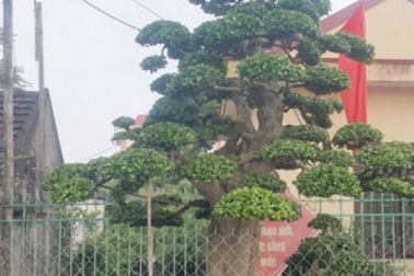 Duối kiểng cổ thụ 'tình phụ tử' hơn 120 tuổi giá tiền tỷ ở Ninh Bình