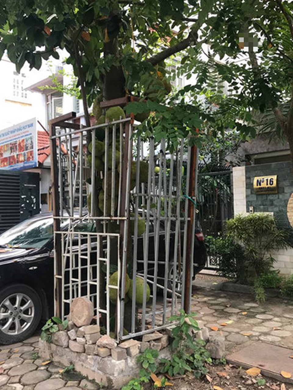 Bỏ tiền triệu đóng lồng cho mít vẫn khóc ra tiếng Mán với kẻ trộm - 12 Bỏ tiền triệu đóng lồng cho mít vẫn khóc ra tiếng Mán với kẻ trộm - 12