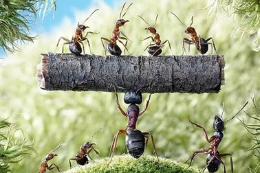 Kiến dùng trí thông minh đáng kinh ngạc để vượt qua nghịch cảnh