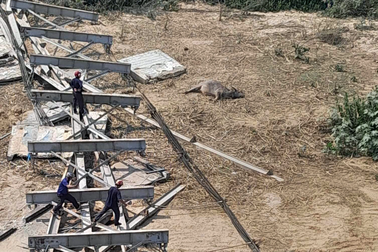 Sập cầu treo ở Nghệ An