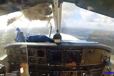 Mỹ: Chim đâm vỡ toác buồng lái máy bay trên không