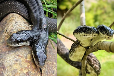 Hình ảnh hiếm về con rắn hai đầu "kỳ quái" sống tới 17 năm