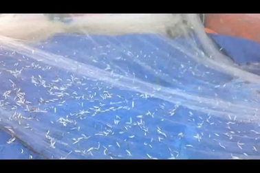 Mùa giũ cá cơm quế ở Lý Sơn