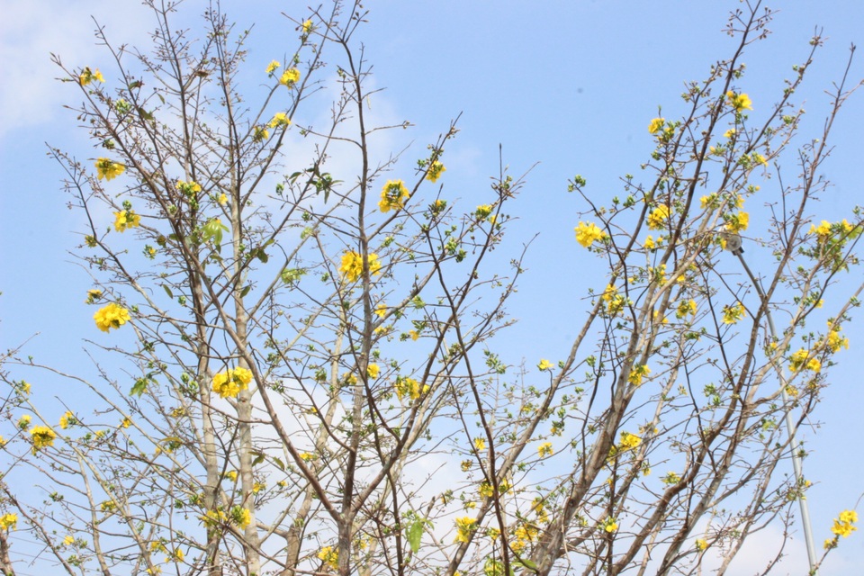 Mê mẩn với cây mai cổ thụ hơn 40 năm tuổi có giá 100 triệu đồng - 3 Mê mẩn với cây mai cổ thụ hơn 40 năm tuổi có giá 100 triệu đồng - 3