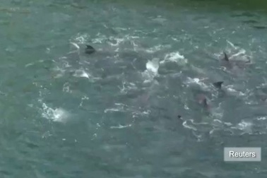 Ám ảnh với chuyến săn cá voi đẫm máu ở Nhật Bản