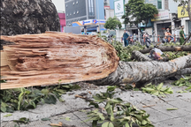 Người đàn ông nguy kịch vì nhánh cây ở TPHCM rơi trúng đầu