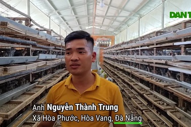 Bỏ nghề lái xe, 9X về khởi nghiệp bằng nghề nuôi chim cút