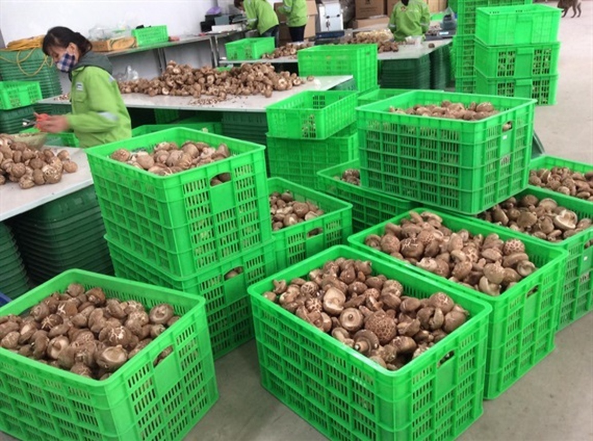 Nhà khoa học Việt chế tạo thành công nấm ăn liền - 1 Nhà khoa học Việt chế tạo thành công nấm ăn liền - 1