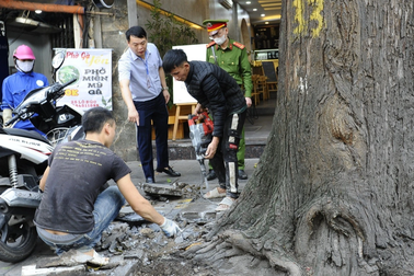 Hà Nội: "Giải cứu" hàng cây sao đen trên phố Lò Đúc