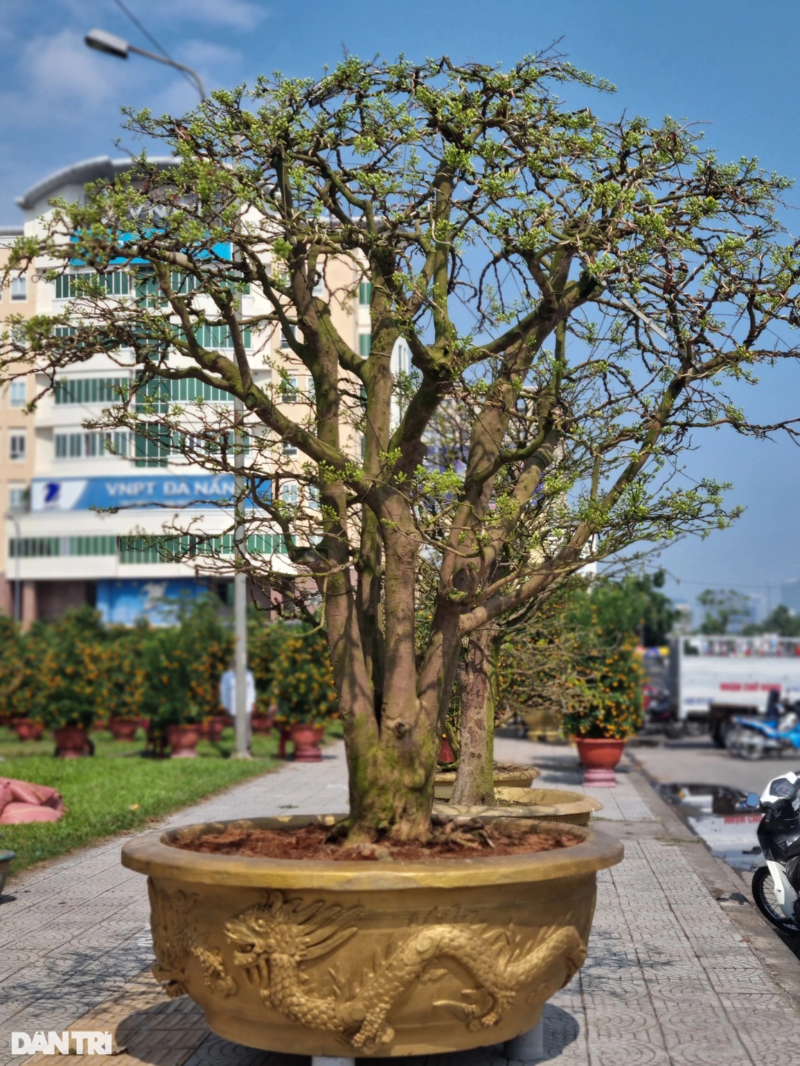 Cụ mai hơn 100 năm tuổi rao giá 3 tỷ đồng vẫn chờ khách - 1 Cụ mai hơn 100 năm tuổi rao giá 3 tỷ đồng vẫn chờ khách - 1