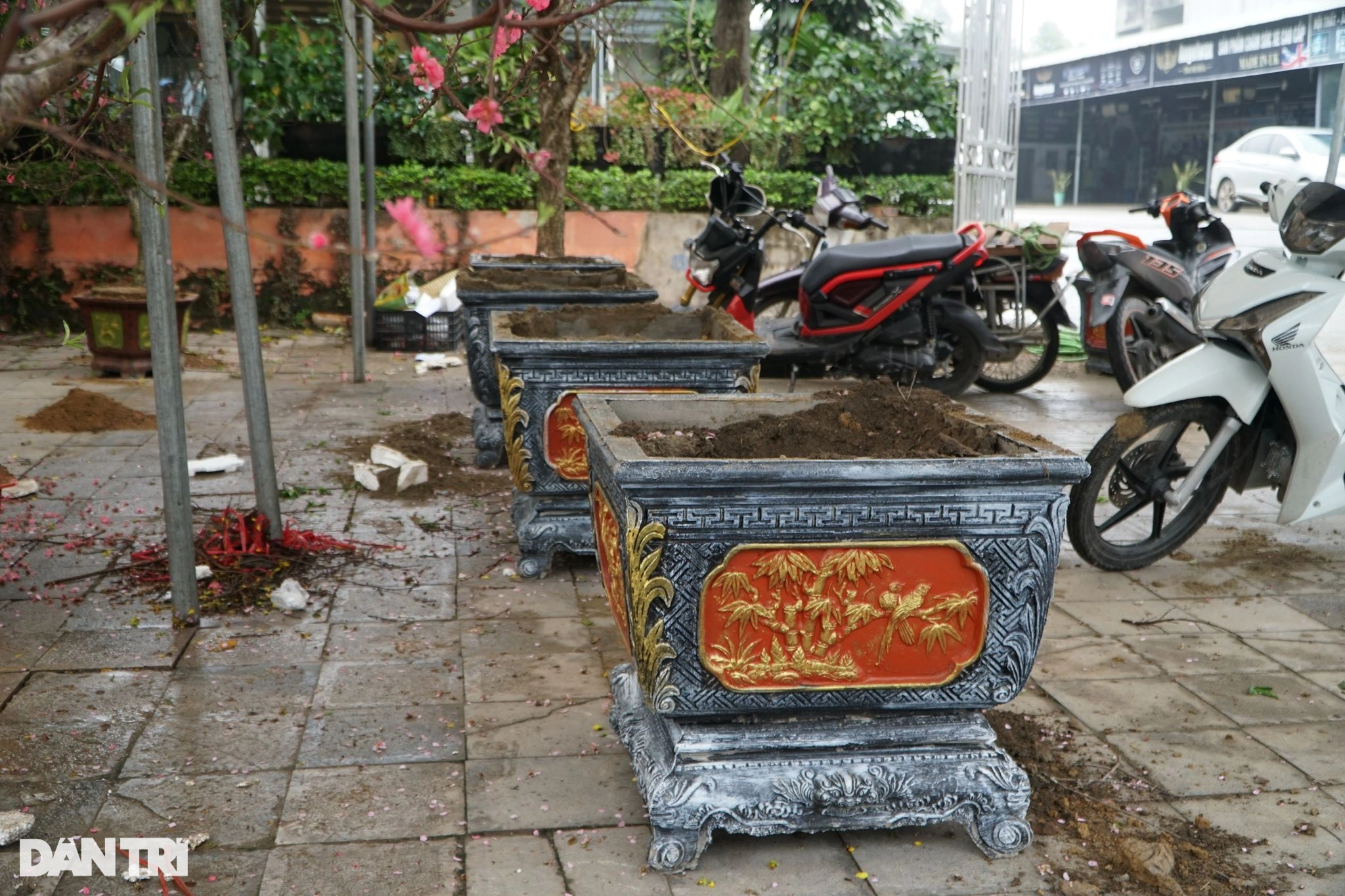 Vendiendo plantas ornamentales para el Tet, algunos pierden 500 millones de dongs, otros talan los árboles - 8 Buôn cây cảnh Tết, người lỗ nửa tỷ đồng, người chặt bỏ cây - 8