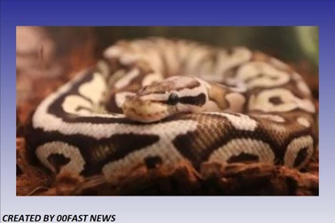 Trăn hoàng gia xổng chuồng, cả vùng được phen khiếp đảm